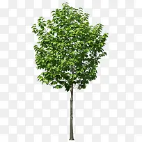 繁茂树-空若网 繁茂树-空若网