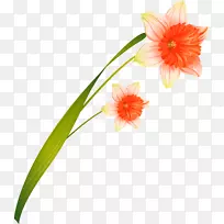水仙切花-空若网 水仙切花-空若网