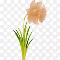 开花植物.ru-水仙-空若网 开花植物.ru-水仙-空若网