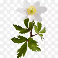 水仙花剪贴画-水仙-空若网 水仙花剪贴画-水仙-空若网