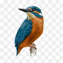 卡通可爱小动物装饰动物头像-空若网 卡通可爱小动物装饰动物头像-空若网