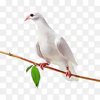 和平鸽-空若网 和平鸽-空若网