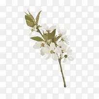 树枝上的树叶和梨花-空若网 树枝上的树叶和梨花-空若网