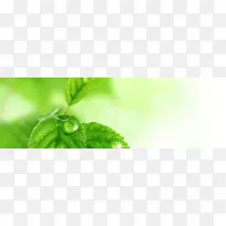 ´º¼¾ÂÌÉ«Ãλñ³¾°-¿ÕÈôÍø ´º¼¾ÂÌÉ«Ãλñ³¾°-¿ÕÈôÍø