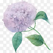 ˮ�ʻ���ֲ��-������