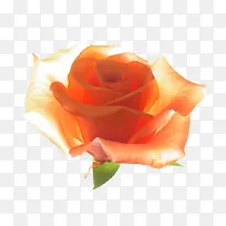 玫瑰花矢量图源文件-空若网 玫瑰花矢量图源文件-空若网