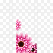 红色菊花素材-空若网 红色菊花素材-空若网