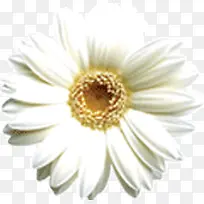 白色的菊花-空若网 白色的菊花-空若网