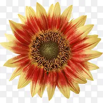 彩色菊花-空若网 彩色菊花-空若网