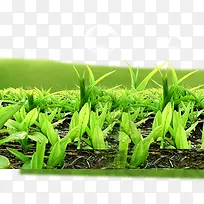 小草-空若网 小草-空若网