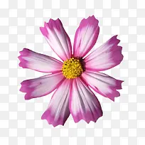 手绘鲜花抽象鲜花图片-空若网 手绘鲜花抽象鲜花图片-空若网