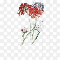 树枝-空若网 树枝-空若网