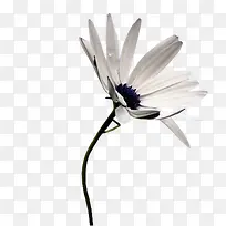 白色菊花-空若网 白色菊花-空若网