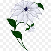 白色菊花-空若网 白色菊花-空若网