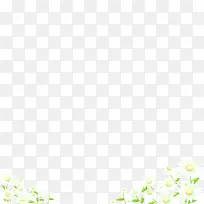 白色菊花-空若网 白色菊花-空若网