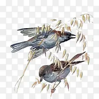 树枝上的燕子-空若网 树枝上的燕子-空若网