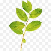 一枝嫩绿的树叶-空若网 一枝嫩绿的树叶-空若网