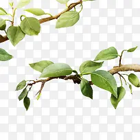 �������Ҷ-������