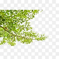 �������֦-������