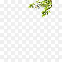 Ê÷Ò¶ºÍ»¨-¿ÕÈôÍø Ê÷Ò¶ºÍ»¨-¿ÕÈôÍø