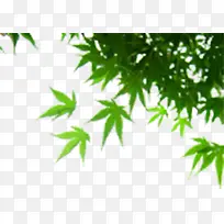 ��ɫ��֦��Ҷ-������