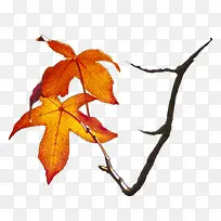 ��Ҷ-������