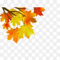 枫树-空若网 枫树-空若网