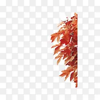 树枝-空若网 树枝-空若网