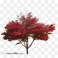 树林-空若网 树林-空若网