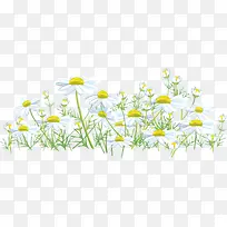 白色小花-空若网 白色小花-空若网