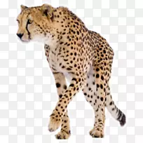 �����ѧ�Ļ�ѧ���Ա��Ļ���������������ѧʵ���Ҽ����������ѧ������ָ��������ѧ.ɭ�ֶ����Ա�-������