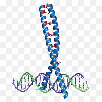 亮氨酸拉链结构基序dna结合域蛋白拉链-空若网 亮氨酸拉链结构基序dna结合域蛋白拉链-空若网