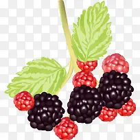 夏季水果多彩桑葚-空若网 夏季水果多彩桑葚-空若网