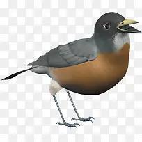 卡通麻雀-空若网 卡通麻雀-空若网