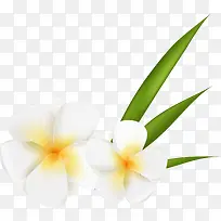 白色花朵装饰-空若网 白色花朵装饰-空若网