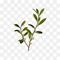 卡通插画绿色栀子花树枝-空若网 卡通插画绿色栀子花树枝-空若网