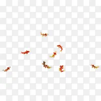 金鱼素材-空若网 金鱼素材-空若网