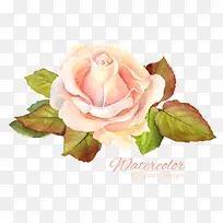 水彩花朵-空若网 水彩花朵-空若网