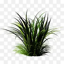 一簇小草-空若网 一簇小草-空若网