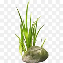 嫩绿的小草素材-空若网 嫩绿的小草素材-空若网