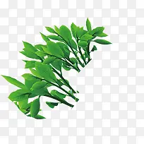 ��ɫ�߲�Ҷ��-������