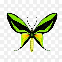 蝴蝶-空若网 蝴蝶-空若网