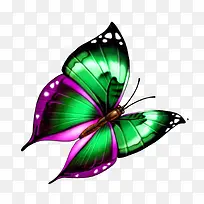 蝴蝶-空若网 蝴蝶-空若网