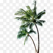 ����ϳɸ���Ҭ����-������