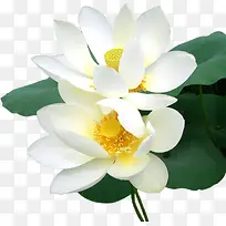 白色的荷花盛开-空若网 白色的荷花盛开-空若网