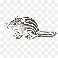 卡通可爱小动物装饰动物头像-空若网 卡通可爱小动物装饰动物头像-空若网