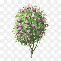 树 树木-空若网 树 树木-空若网