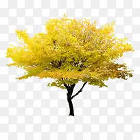 黄色树-空若网 黄色树-空若网