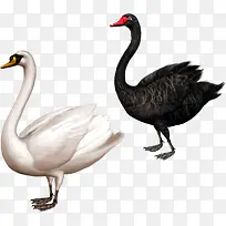 两只天鹅-空若网 两只天鹅-空若网