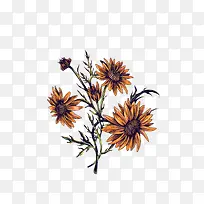 手绘菊花花束图片-空若网 手绘菊花花束图片-空若网